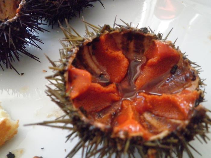 The sea urchin